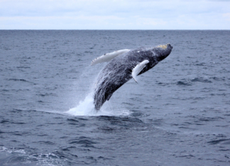 Jump for Joy! Whale...