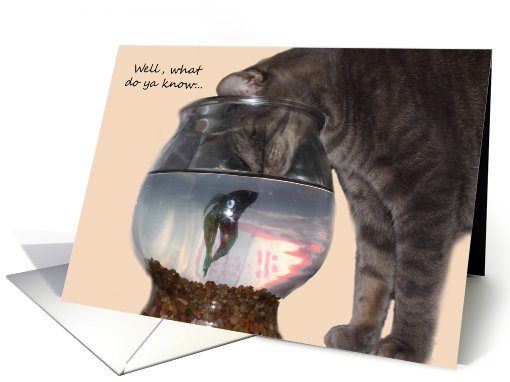 let's do lunch cat looks in fish bowl card (765545)