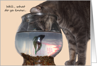 let’s do lunch cat looks in fish bowl card