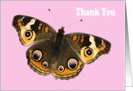 Thank you butterfly card
