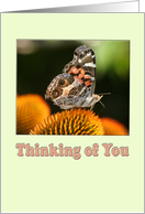 Thinking of You butterfly card