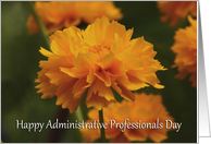 Happy Administrative Professionals Day coreopsis daisy card