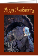 Happy Thanksgiving displaying turkey card