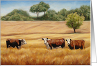 Hereford cows/cattle in Golden Grass card