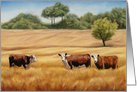 Hereford cows/cattle in Golden Grass card