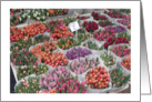 Encouragement for Florist, tulips, market card