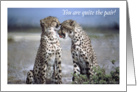 Wedding Anniversary, cheetahs card