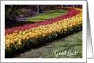 Good Luck, tulips in a park card
