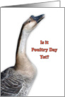 Poultry Day, March 19, goose card