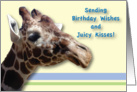 Birthday / Giraffe, juicy kisses card