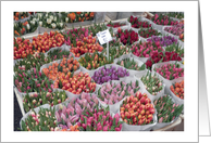 Encouragement for Florist, tulips, market card