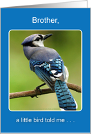 Get Well for Brother, Bluejay card