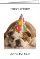 Dog Happy Birthday...