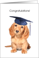 Congratulations, Grandson Getting Diploma, dog card