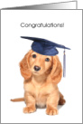 Congratulations, Grandson Getting Diploma, dog card