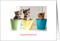 Congratulations on New Litter of Kittens card