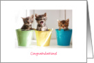 Congratulations on New Litter of Kittens card