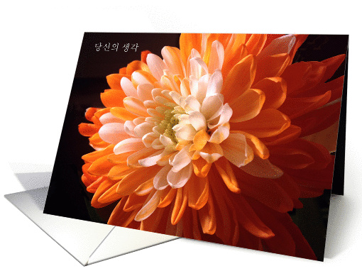 Thinking of You, Korean, blank card (1315824)