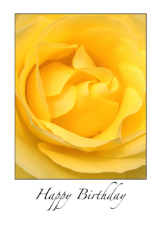 Birthday for Egg Donor, yellow rose
