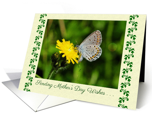 Mother's Day, blue butterfly card (1360416)