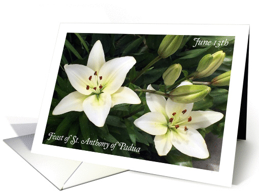 Feast of St. Anthony of Padua, white lilies card (1387338)