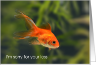 Pet Fish Sympathy,...