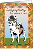 Chihuahua Thanksgiving Greetings, Pilgrim Hat, leaves card