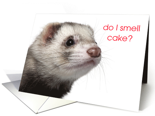 Ferret Birthday card (1504810)