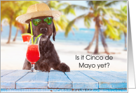 Cinco de Mayo, Dog,...