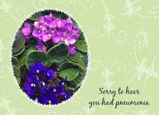 Get Well From Pneumonia, African Violets