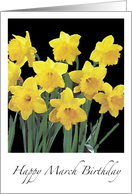 Birthday March Daffodils card