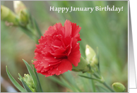 Birthday January Carnation Flower card