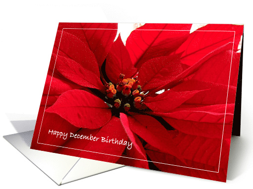 Birthday December Poinsettia card (538726)