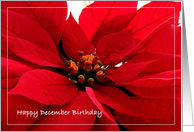 Birthday December Poinsettia card