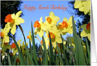 March Birthday Daffodils card
