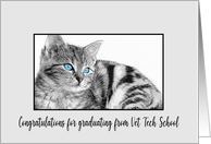 Congratulations Veterinarian Tech School Graduation Kitten card