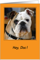 Congratulations / Veterinarian, bulldog card