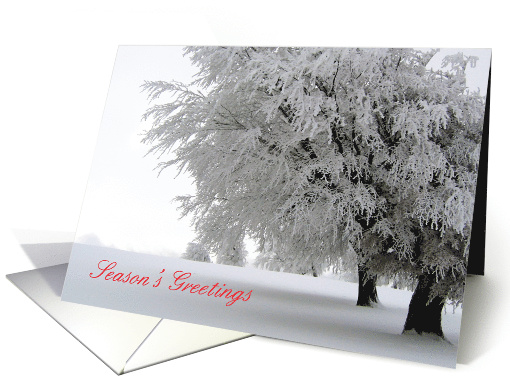 Christmas, Belated, Frosty Trees, Snow card (670414)
