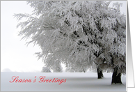Christmas, Belated, Frosty Trees, Snow card