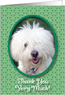 Thank You / Coton de Tulear Dog card