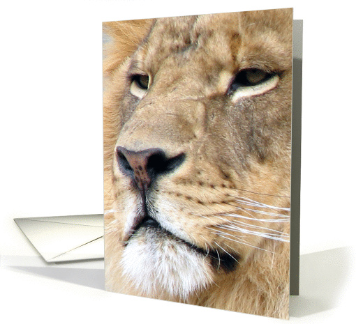 Birthdays, January 17, lion card (731884)