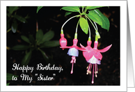 Birthday / Like a Sister to Me card