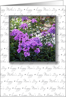 Mother’s Day, to Sponsor, phlox card