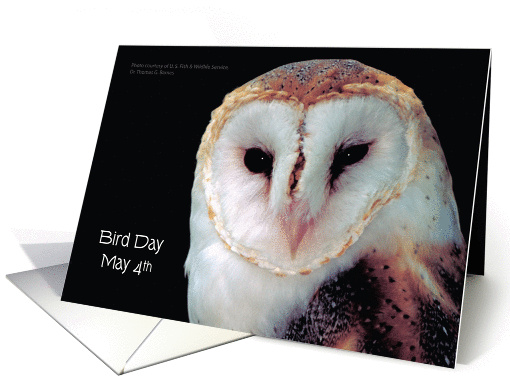 Bird Day, May 4, Owl card (912864)