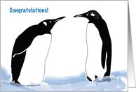 Congratulations, 2 penguins card