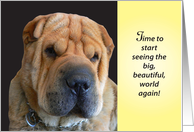 Get Well from Eyelid Surgery, Shar Pei card