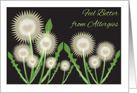 Feel Better from Allergies, dandelions card