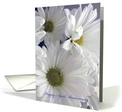 Happy Wedding Anniversary, April, white daisies card (985177)