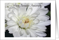 Happy November Anniversary, white mum card