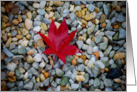 red leaf on stones card